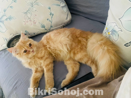 Persian Cat(Male)
